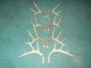 shed antlers from 2013 homer martin 007.jpg