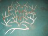 shed antlers from 2013 homer martin 012.jpg