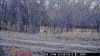 Deer on minerals.jpg