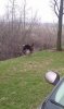 Working with Turkeys 2.jpg