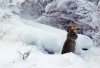 JACKALOPE.jpg