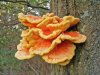 Laetiporus_sulphureus_(Chicken_of_the_woods)_on_an_oak_tree_-_20070921[1].jpg