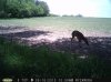 Buck (6).jpg