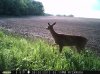 Doe (63).jpg