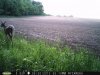 Doe (64).jpg