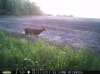 Doe (65).jpg