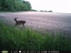 Doe (66).jpg