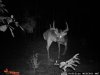 Buck 2 8-28-11.jpg