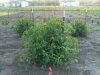 tomatoes.jpg