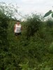 tomatoes1.jpg