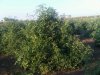 tomatoes2.jpg