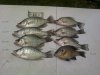 06082013 fish.jpg