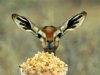 deer_eating_popcorn.jpg