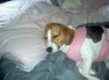 beagle.jpg
