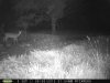 Doe (68).jpg