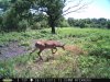 Doe (72).jpg