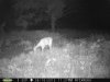 Doe (73).jpg