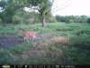 Doe (76).jpg