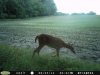 Doe (77).jpg