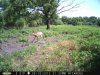 Doe and Fawn (1).jpg
