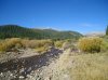 Colorado Elk 2012 004.jpg