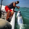 tarpon.jpg