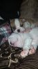 Pups.jpg