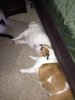 Pups now.jpg