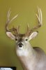 2012 buck 001.jpg