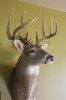 2012 buck 003.jpg