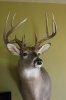 2012 buck 005.jpg