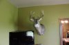 2012 buck 007.jpg