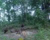 July 3 (turkeys).jpg