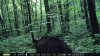6-30-13 trail cam 003.jpg