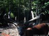 Buck 6-13-11.jpg