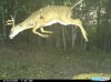 bow buck.jpg