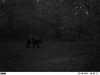 bear 1.jpg