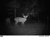 deer 1.jpg
