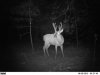 deer 2.jpg