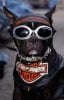 lens14349351_1287160886harley_dog.jpg