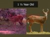 Deer Age 1.5.jpg