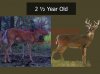 Deer Age 2.5.jpg