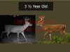 Deer Age 3.5.jpg