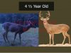 Deer Age 4.5.jpg