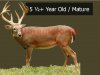 Deer Age 5.5.jpg