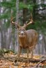 Z9520032-White-tailed_deer-SPL.jpg