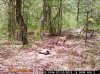 Paden Game Cams 002.jpg