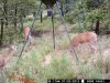 Paden Game Cams 175.jpg
