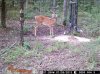 Paden Game Cams 446.jpg