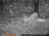 Paden Game Cams 449.jpg